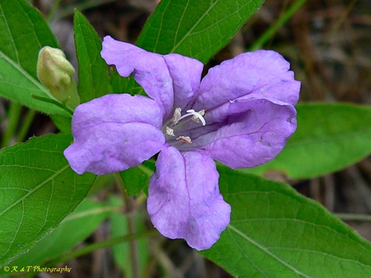 {Ruellia caroliniensis}